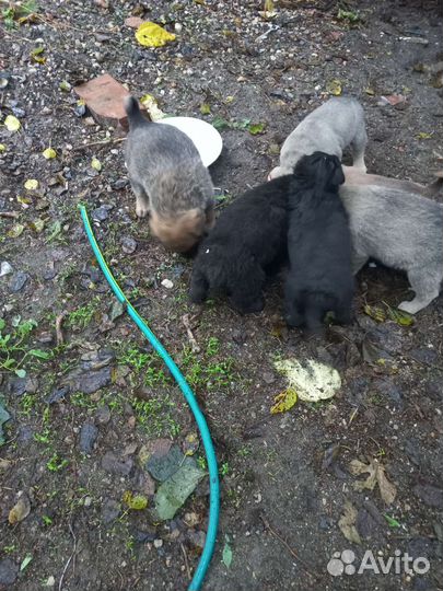 Щенки бесплатно