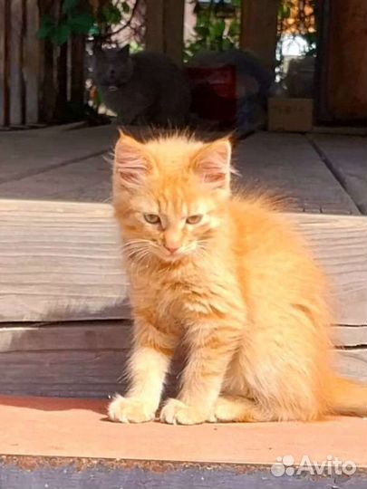 В добрые руки бесплатно,кошечка