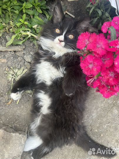 Котенок