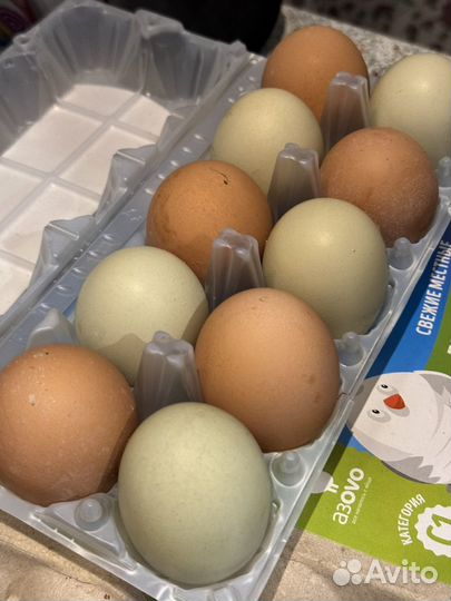 Домашние куриные яйца