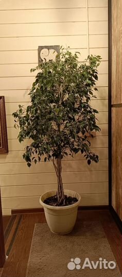 Фикус, драцена, гибискус