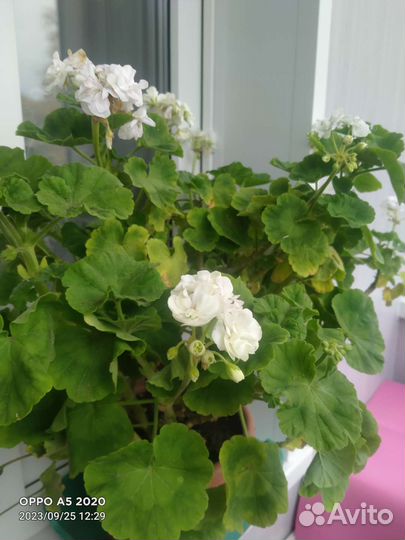 Пеларгония герань белая, красная, розовая