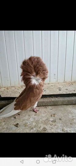 Голуби Якобины