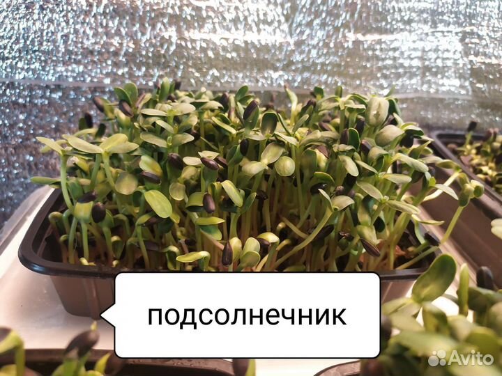 Микрозелень