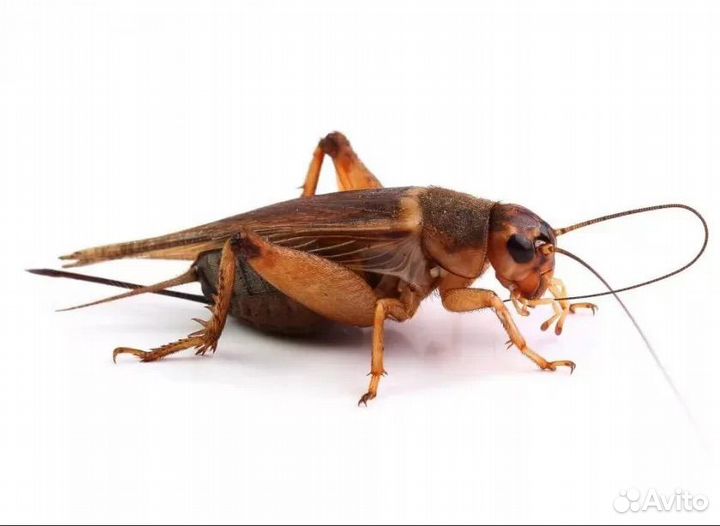 Банановые сверчки