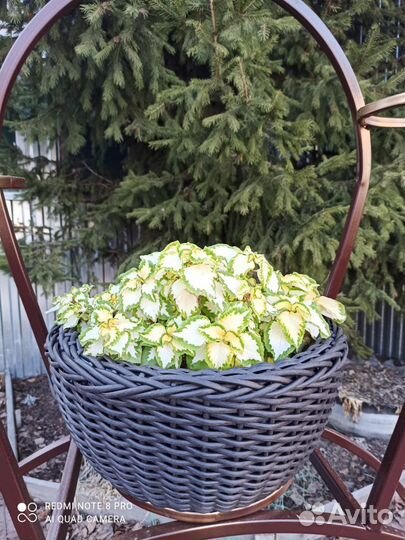 Кашпо и корзины из ротанга