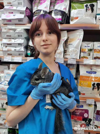 Зоотакси с ветеринарным врачом