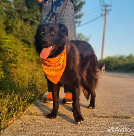 Собака в добрые руки отдам бесплатно