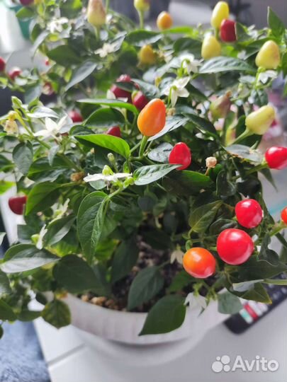 Перец декоративный комнатный