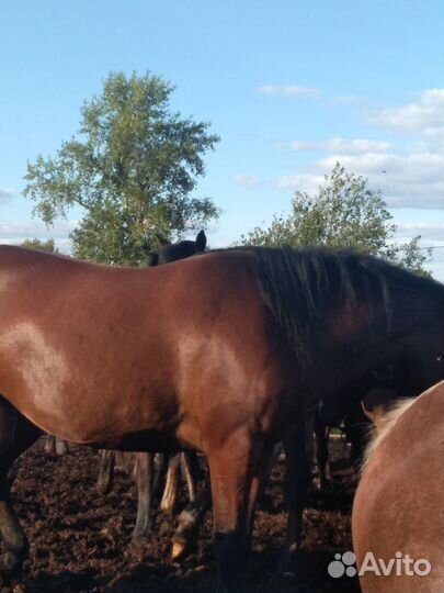 Лошади кабылы