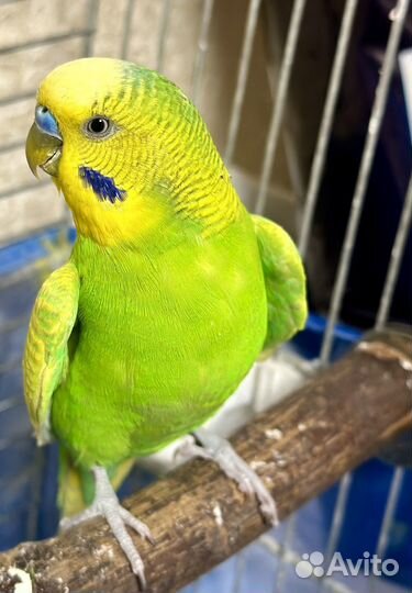 Волнистый попугай самец