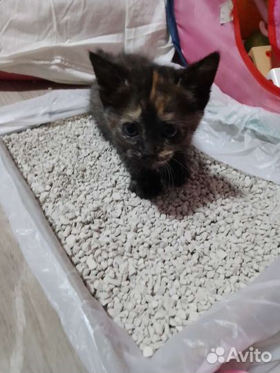 Котята в добрые руки бесплатно