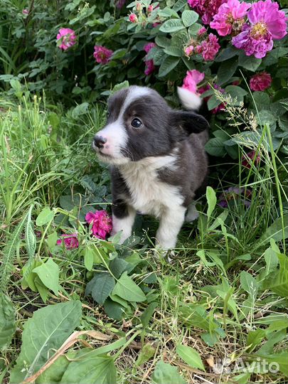 Отдадим щенят в добрые ручки