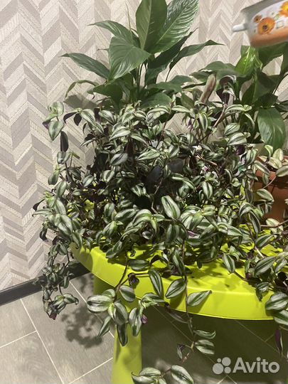 Традискснция)