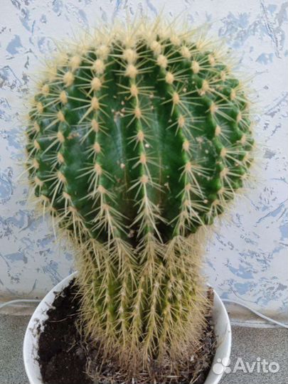 Эхинокактус грузони 36 см
