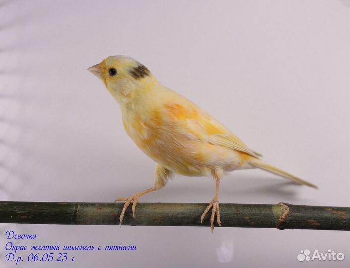 Канарейки самки