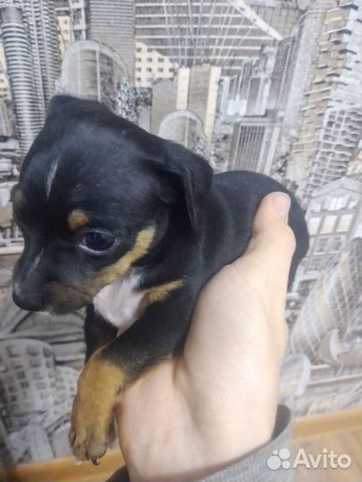 Той-терьер щенки