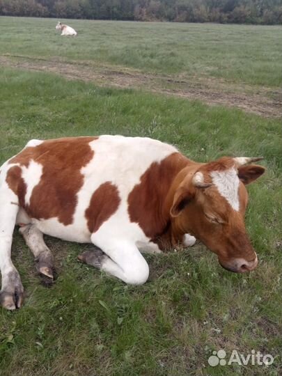 Продам коров