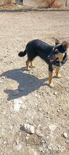 Щенок в добрые руки