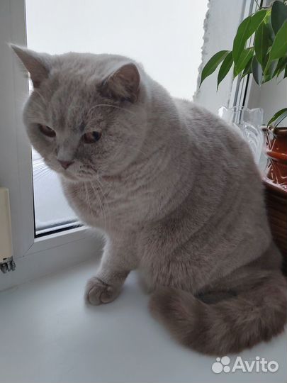 Кот Британец