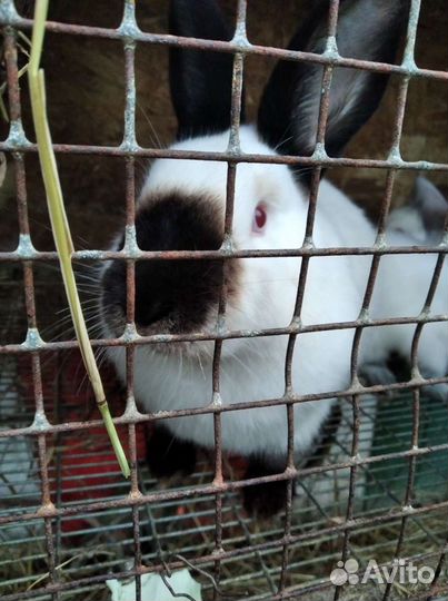 Калифорния и Белый Паннон