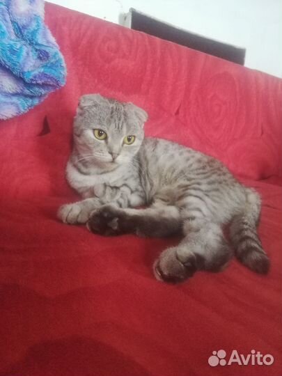 Шотландская вислоухая кошка в добрые руки