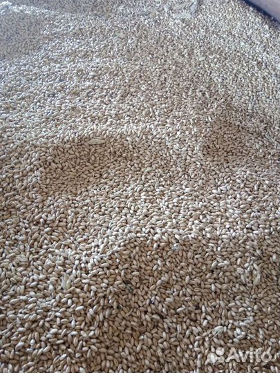 Зерно- тритикале