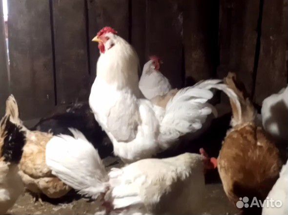 Петухи рабочие
