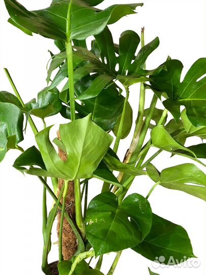 Монстера Деликоса 110 см