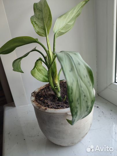 Продам цветы комнатные