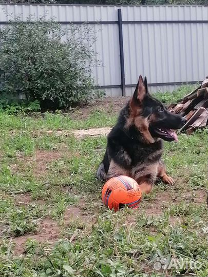 Щенки немецкой овчарки