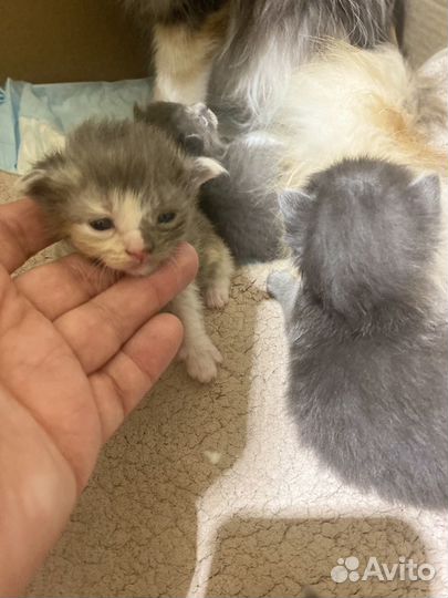 Котята мейн-кун