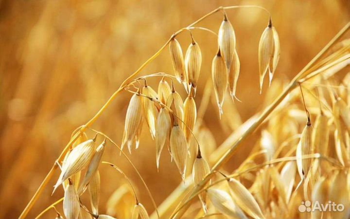 Семенной овёс