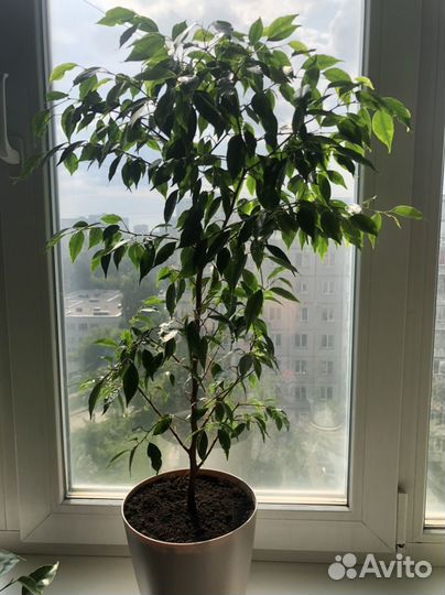 Фикус Бенджамина, Юкка