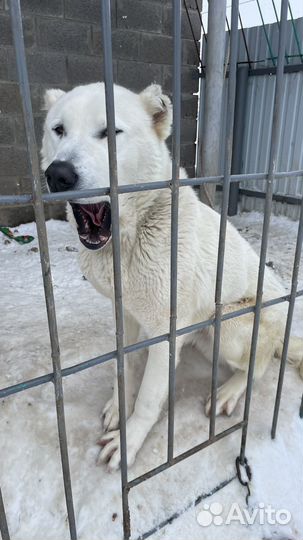 Собака в добрые руки алабай