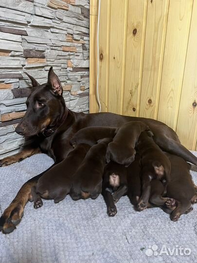 Щенки добермана