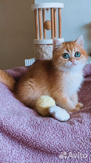 Котик золотая шиншилла