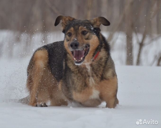 Веселый пес Задор ищет хозяина
