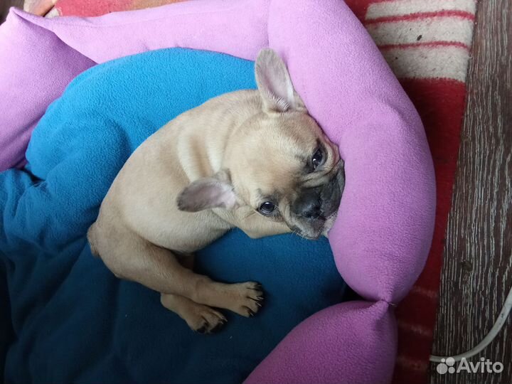 Мраморная девочка. Мерль