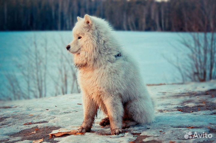 Фотограф анималист