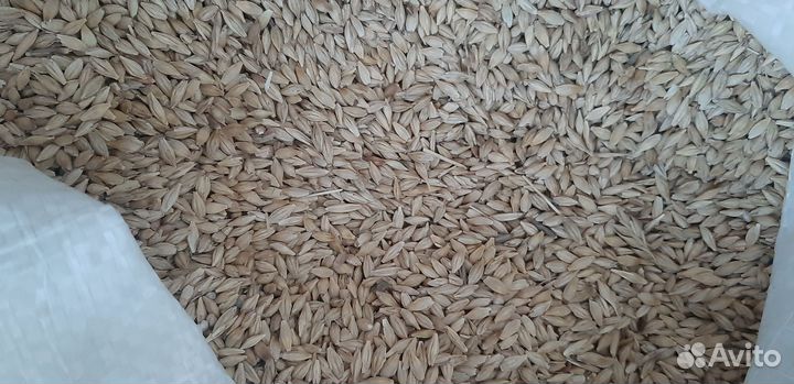 Зерно пшеница ячмень, овес в мешках