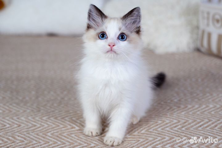 Мальчик рэгдолл сил биколор