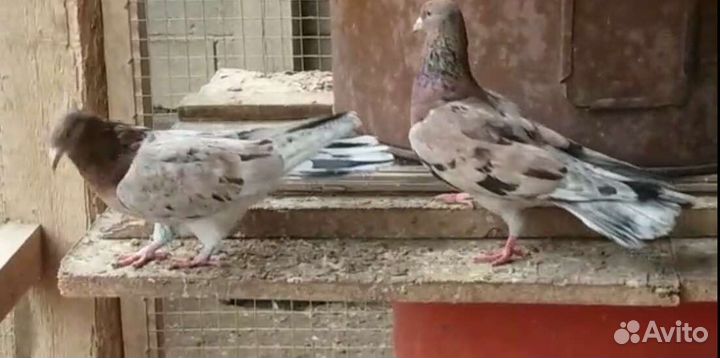 Бакинские голуби