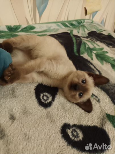 Сиамская кошка