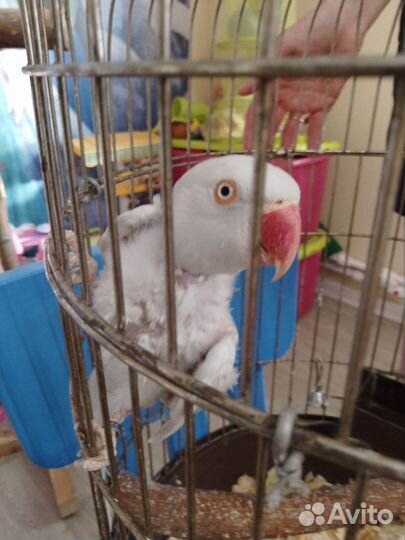 Ожереловый попугай (самка)