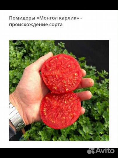 Рассада томата Монгол карлик