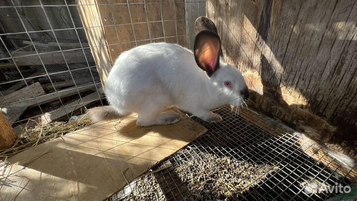 Калифорнийские кролики