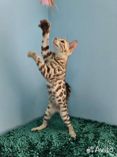 Бенгалятки