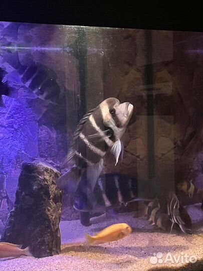 Фронтоза блю заир