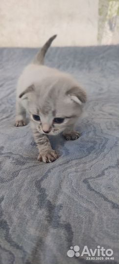 Кошка в добрые руки